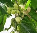 توت سفید